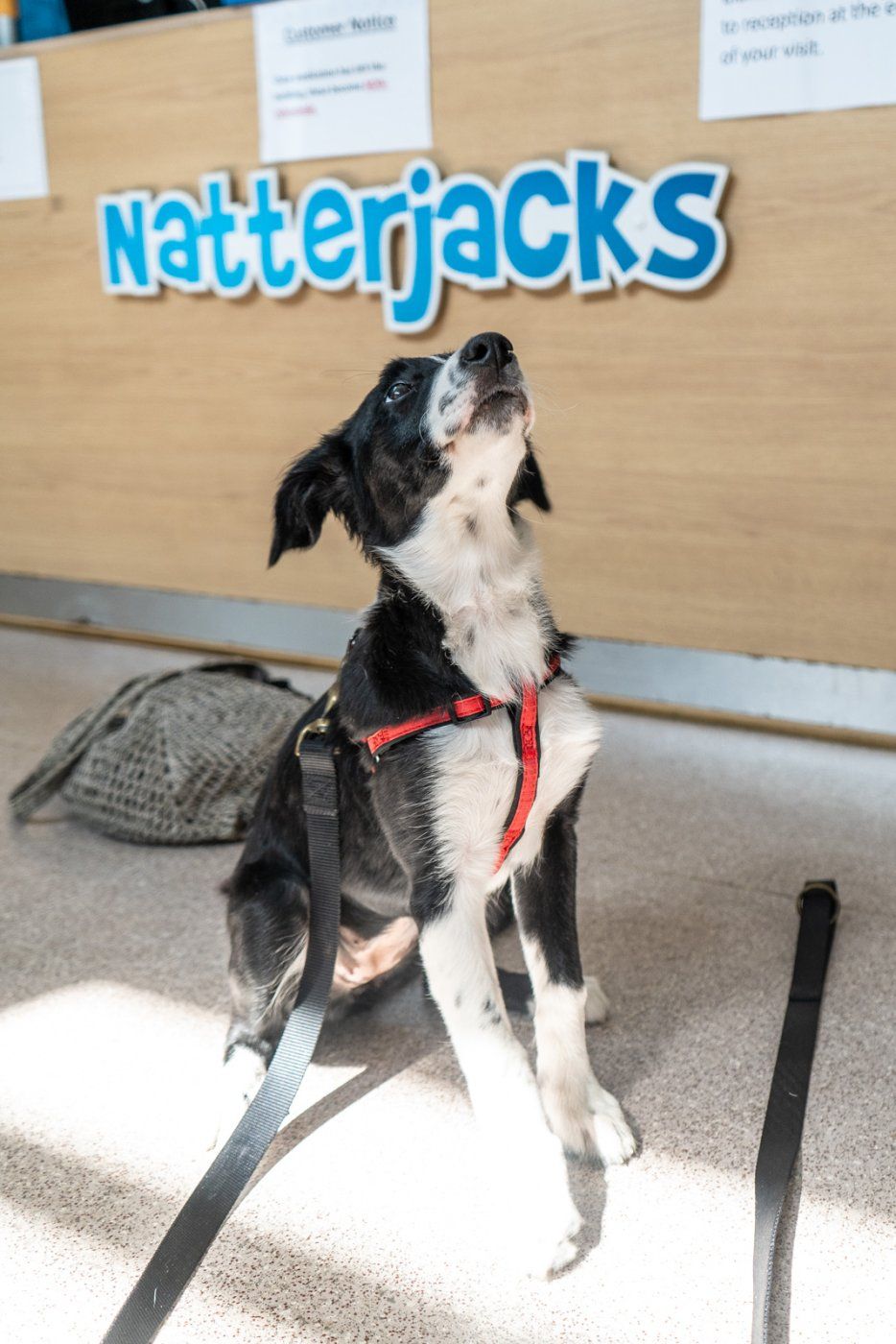 Collie pup NJs